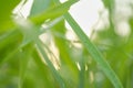 Tall Green glass leaves blurred background early morning