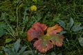 leaf grapevine and dandelion