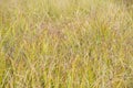 Soft Grass in a Marshy Area #2