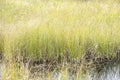 Soft Grass in a Marshy Area #1