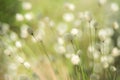 Soft grass plant background Royalty Free Stock Photo
