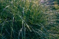 Soft grassy texture and background in Greenville, South Carolina