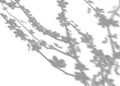 Soft gray shadow of delicate flowers and leaves on a white background, creating a subtle and elegant floral pattern