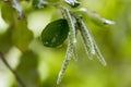 Soft green buds, flowers and leaves in Fall