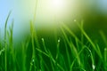 Soft green grass background Royalty Free Stock Photo