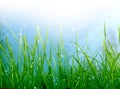 Soft green grass background Royalty Free Stock Photo