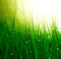 Soft green grass background Royalty Free Stock Photo