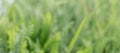 Soft Green Grass Background Royalty Free Stock Photo
