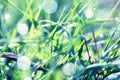 Soft green grass background Royalty Free Stock Photo