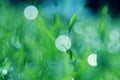 Soft green grass background Royalty Free Stock Photo