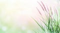Soft green grass background texture, serene and natural wallpaper or backdrop soft Royalty Free Stock Photo