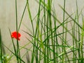 Soft green image of grass blade close-up and blurred red poppy flower in the background Royalty Free Stock Photo