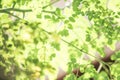 Soft green leaf bokeh background