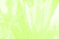 Soft green plant foliage background. Tropical plants monochrom image
