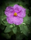 Soft hairy rockrose Cistus creticus vertical