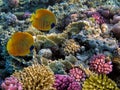 Soft and Hard coral, Red Sea Royalty Free Stock Photo