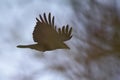 Soft hazy raven in flight profile - covus