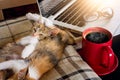 Soft image adorable cats and red cup coffee with and tablet.