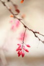 Soft image of barberry branches with pink berries in winter. Macro shot