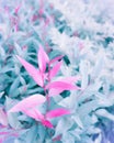 Soft image of fantasy colors in paradise garden concept, Sweet pink leaf with pastel tone, Australian rose apple sprouting