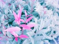 Soft Image Of Fantasy Colors In Paradise Garden Concept, Sweet Pink Leaf With Pastel Tone, Australian Rose Apple Sprouting