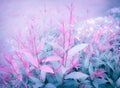 Soft image of fantasy colors in paradise garden concept, Sweet pink leaf with pastel tone