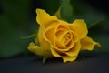 Close up flower photography image of a romantic yellow rose with dark background and ideal for Valentine Day Royalty Free Stock Photo