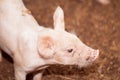 Soft images of piglets raised in organic pig farms