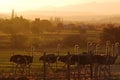 Soft Karoo Landscape