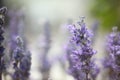 Soft Lavender flowers