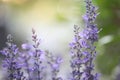 Soft Lavender flowers