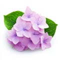 Soft Lavender Hydrangea Isolated On White Royalty Free Stock Photo