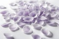 Soft lavender petals delicately scattered on a solid white background, creating a gentle and elegant visual effect Royalty Free Stock Photo