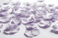 Soft lavender petals gracefully scattered on a solid white background, creating a serene and elegant visual effect Royalty Free Stock Photo