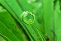 Soft leaf of Asplenium