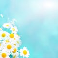 Soft light blue summer background with chamomile flowers Royalty Free Stock Photo