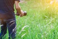 Soft Light and Blurred image, A photographer capturing the beautiful Grass flowers in the evening with a DSLR camera,