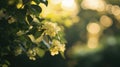 Soft light bokeh background adding an abstract touch to design
