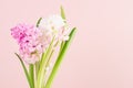 Soft light exquisite white hyacinth flowers on pink backdrop closeup, romantic springtime background.