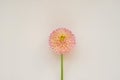Soft light peach single dahlia flower on neutral creamy beige background, aesthetic botanical postcard