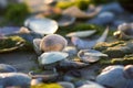 Soft light on the sea coast penetrates shells