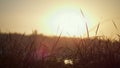 Soft light setting sun over green grass. Quiet landscape yellow sunset on marsh. Royalty Free Stock Photo