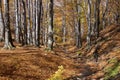 Gentle light in the beech forest