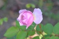 Soft lilac coloured rose starting to open