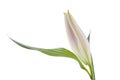 Soft Lily Bud on White Royalty Free Stock Photo