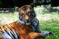 Soft-looking Tiger Royalty Free Stock Photo