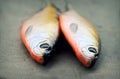 Two large life-like soft fishing lures Royalty Free Stock Photo