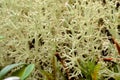 Soft lush white moss with small red tips in arctic circle autumn