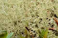 Soft lush white moss with small red tips in arctic circle autumn