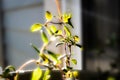 Soft Macro Closeup of Vertical Stem and Leaves on Thyme Plant in Bright Warm Sunlight Royalty Free Stock Photo